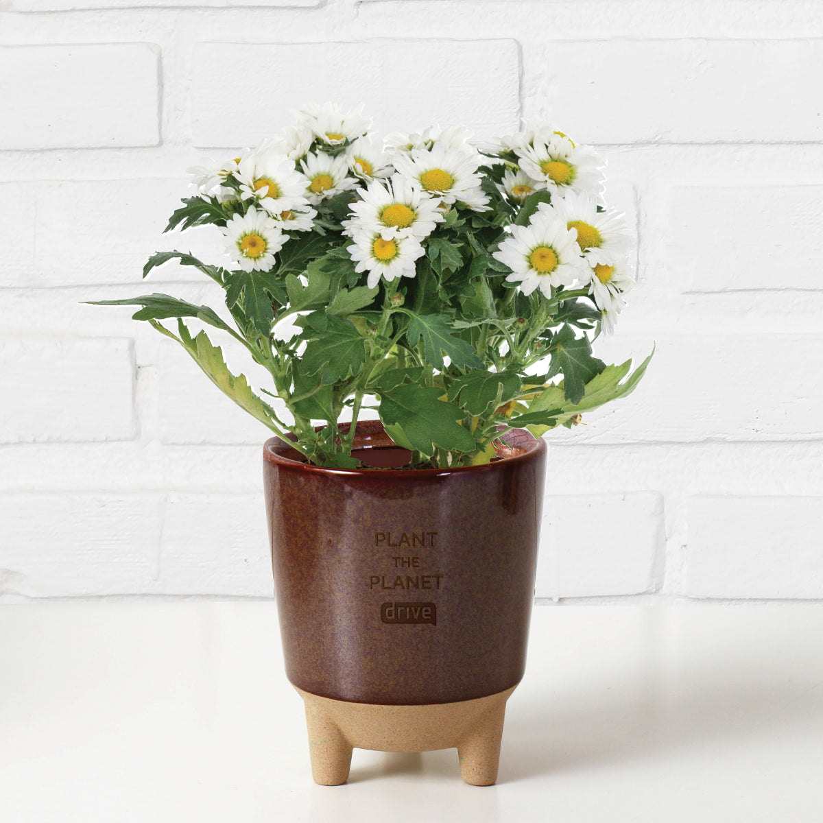 Modern Sprout Glow & Grow Live Well Gift Set